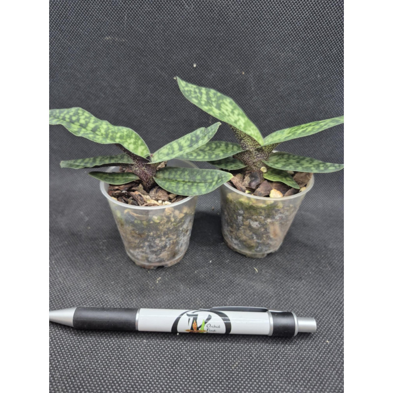 paphiopedilum malipoense