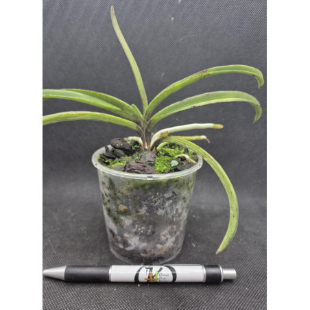 darwinara/vanda Vanda falcata × Vandachostylis Tham Yuen Hae - Charm Blue Star