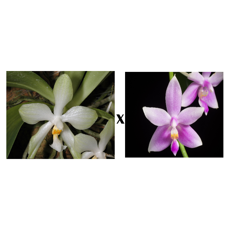 phalaenopsis micholitzii x mentawaiensis