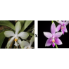 phalaenopsis micholitzii x mentawaiensis