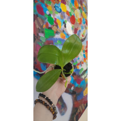 phalaenopsis micholitzii x mentawaiensis