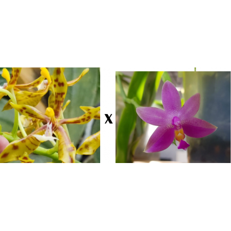 phalaenopsis mannii x mentawaiensis - 2 plants