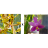 phalaenopsis mannii x mentawaiensis - 2 plants
