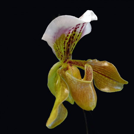 KOFF -  MEDIA2 - base + charbon + agar + coco - pour 1 L (semis paphiopedilum / Phragmipedium)