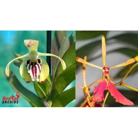 renanthera philippinensis x vanda cristata