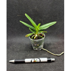 renanthera philippinensis x vanda cristata