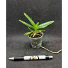 renanthera philippinensis x vanda cristata