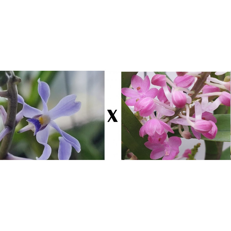 vanda coerulescens x vanda christensoniana