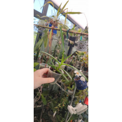 vanda coerulescens x vanda christensoniana