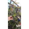 vanda coerulescens x vanda christensoniana