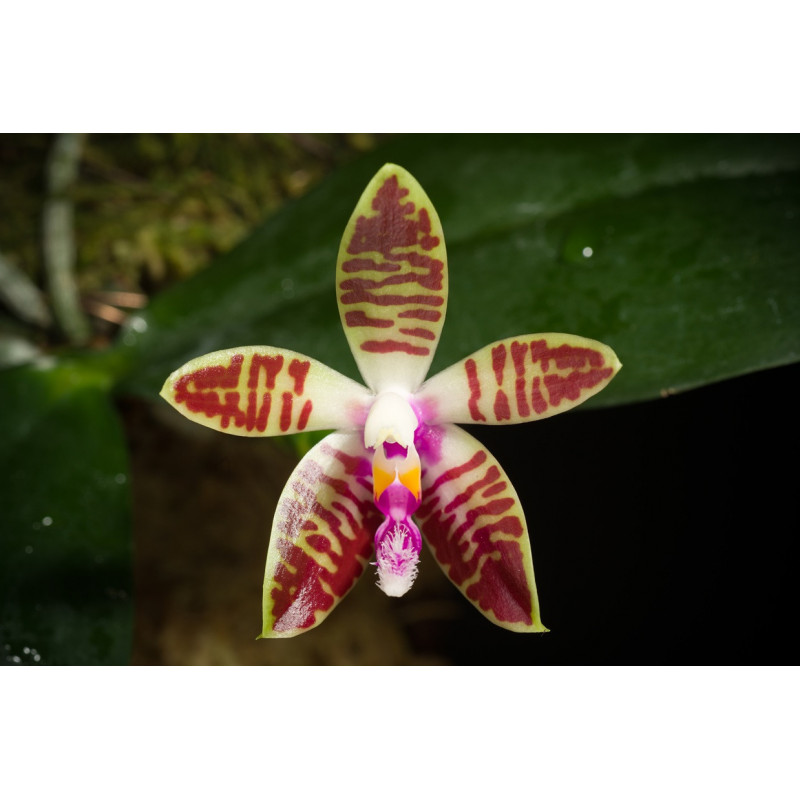 phalaenopsis corningiana