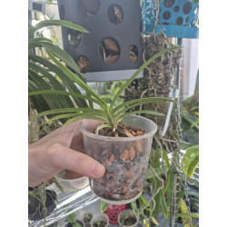 Neofinetia falcata cv. Koto