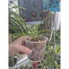 Neofinetia falcata cv. Koto