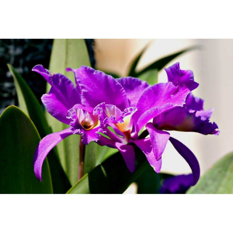 KOFF - MEDIA4 - Multiplication media Cattleya/Phalaenopsis/Dendrobium