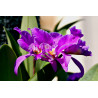 KOFF - MEDIA4 - Milieu multiplication/clonage Cattleya/Phalaenopsis/Dendrobium