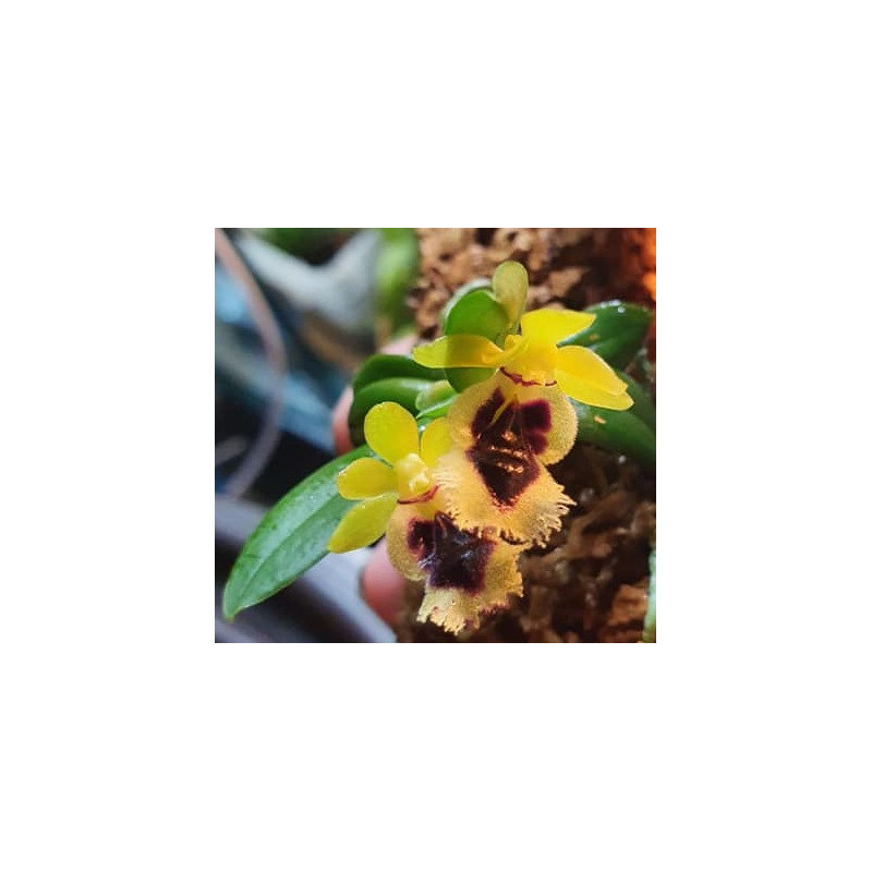 haraella retrocalla