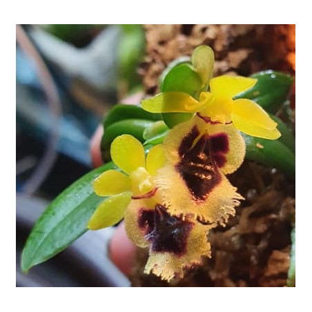 haraella retrocalla
