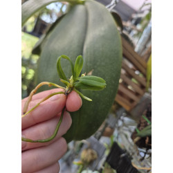 haraella retrocalla
