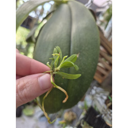 haraella retrocalla