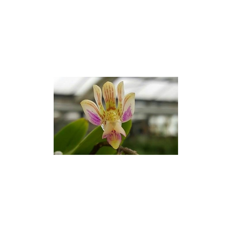 Flacon Orchidée / Orchid flask phalaenopsis finleyi - RARE