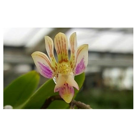 Flacon Orchidée / Orchid flask phalaenopsis finleyi - RARE