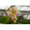 Flacon Orchidée / Orchid flask phalaenopsis finleyi - RARE
