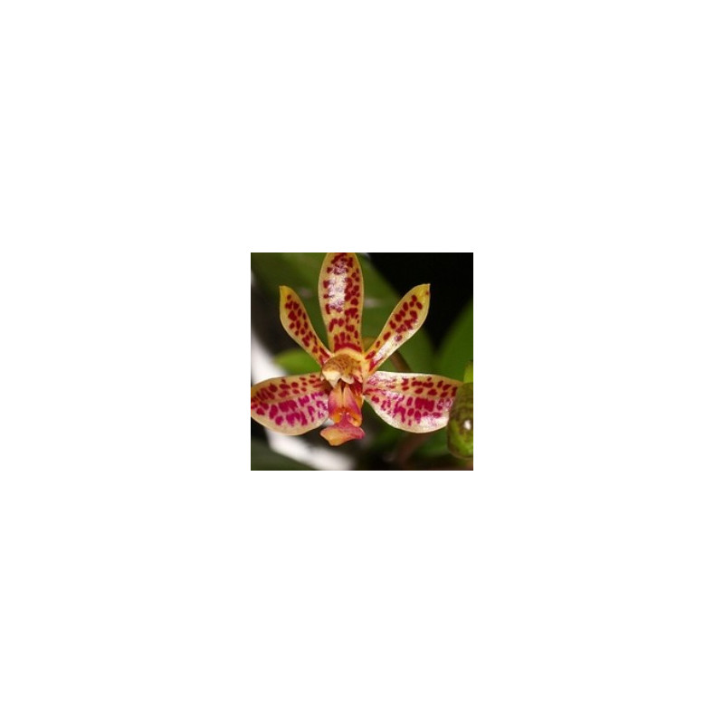 Flacon Orchidée / Orchid flask phalaenopsis finleyi x cornu-cervi Krabi Paradise Flacon Orchidée / Orchid flask phalaenopsis finleyi x cornu-cervi Krabi Paradise