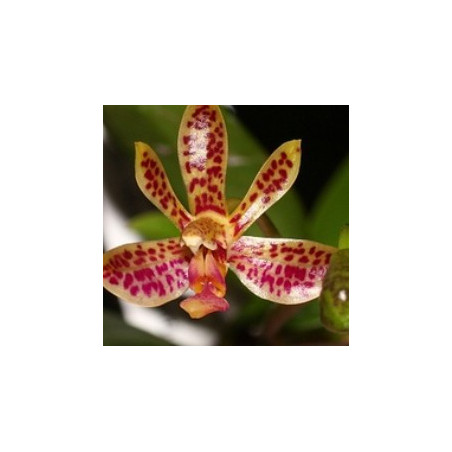 Flacon Orchidée / Orchid flask phalaenopsis finleyi x cornu-cervi Krabi Paradise