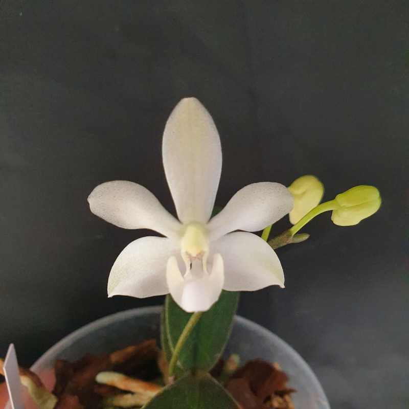 phalaenopsis cornu-cervi chattaladae x pulcherrima marmorata var alba