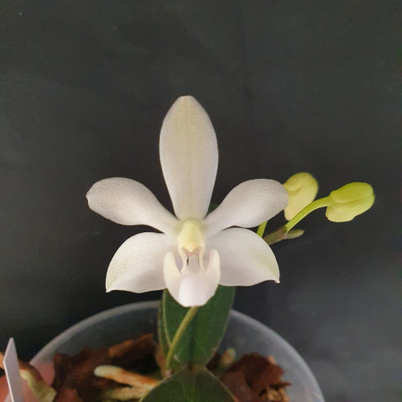 phalaenopsis cornu-cervi chattaladae x pulcherrima marmorata var alba