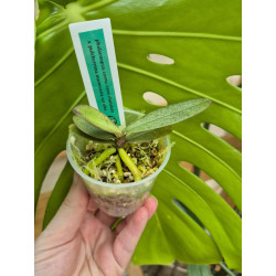 phalaenopsis cornu-cervi chattaladae x pulcherrima marmorata var alba