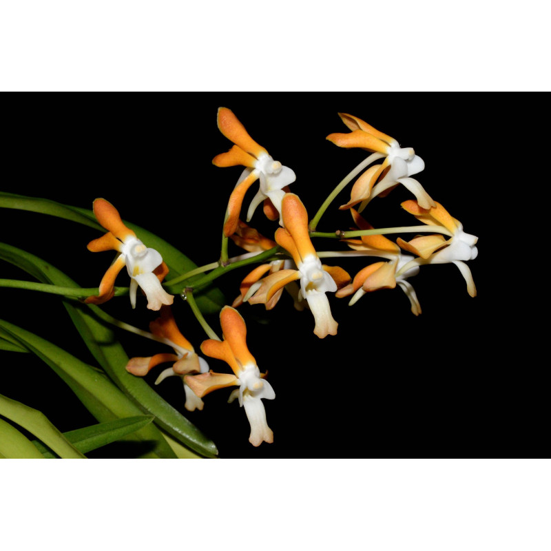 vanda (neofinetia) falcata x vanda denisoniana