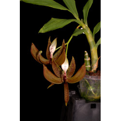 cycnoches loddigesii