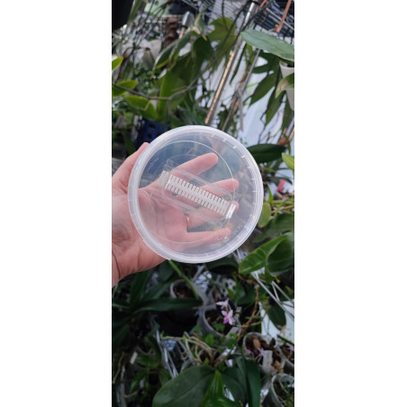 Boîte Micropropagation 360 ml - semis et 1er repiquage