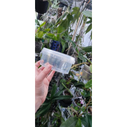Micropropagation Box 360ml - sowing and 1st replate