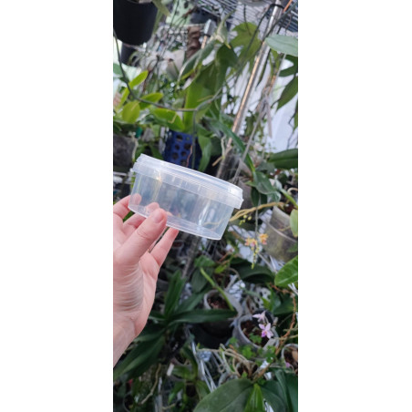 Boîte Micropropagation 360 ml - semis et 1er repiquage