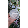 Micropropagation Box 360ml - sowing and 1st replate