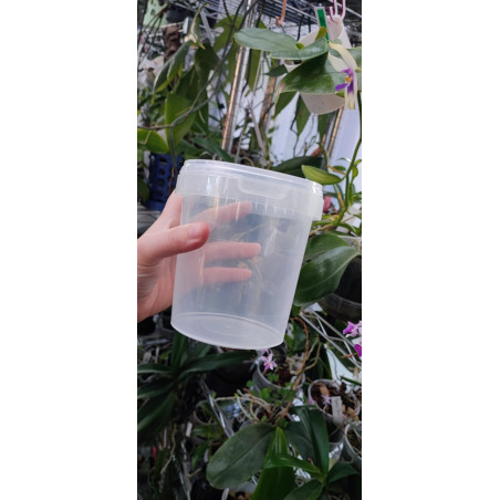 Micropropagation Box 870ml - final replate