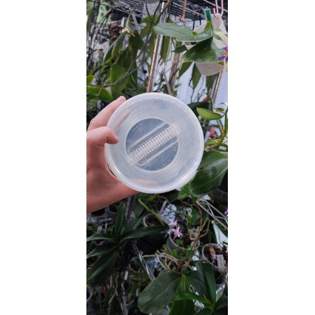 Boîte Micropropagation 870 ml - repiquage final