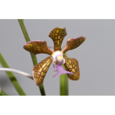 Vanda bensonii