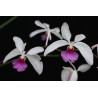 Holcoglossum kimballianum