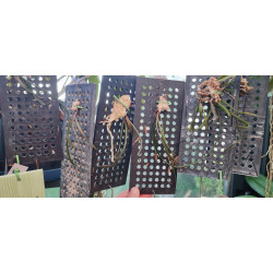 Holcoglossum kimballianum