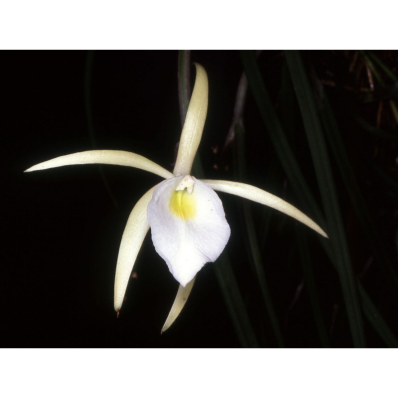 brassavola tuberculata