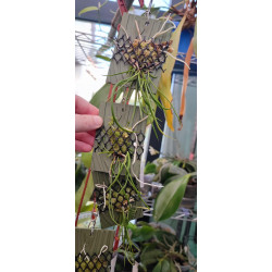 brassavola tuberculata