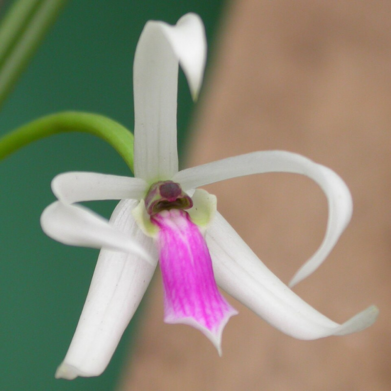 leptotes bicolor