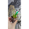 leptotes bicolor