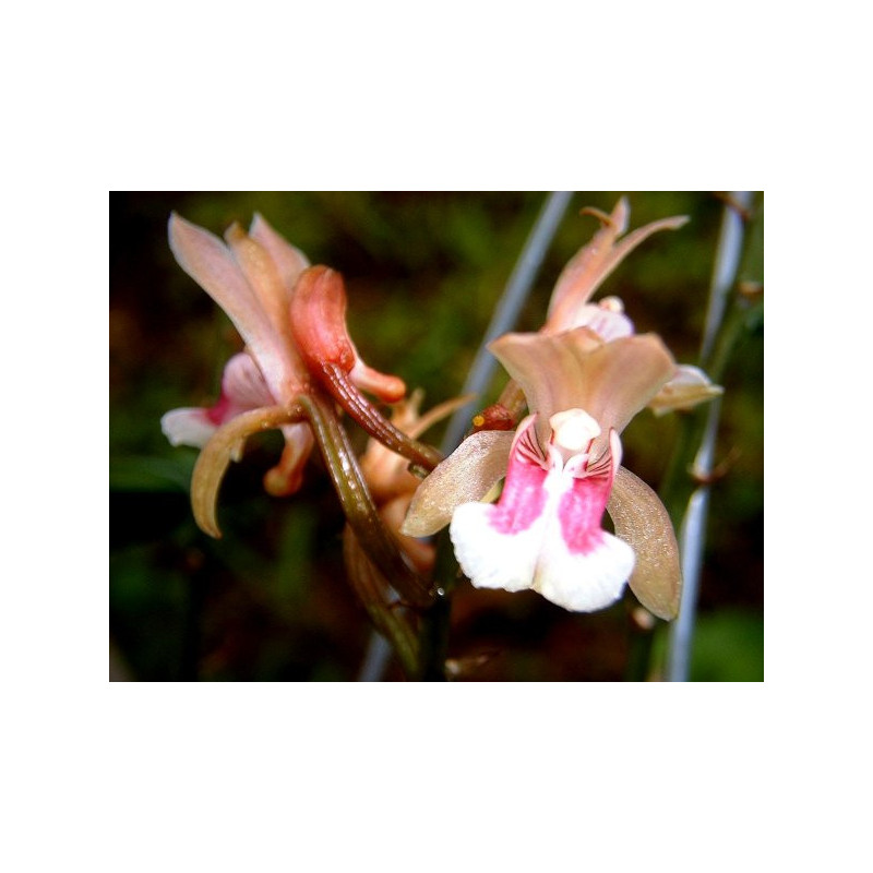 Oeceoclades maculata