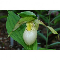 T842 - Milieu d'orchidée...