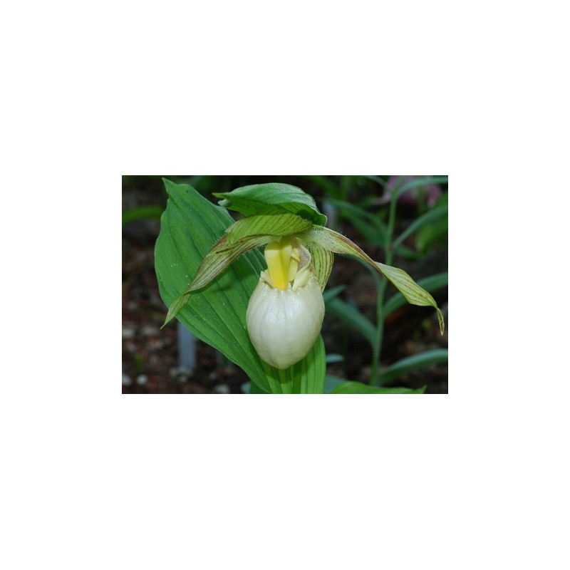 T842 - Milieu d'orchidée terrestre (Cypripedium) - pour 1 L