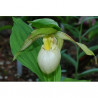 T842 - Milieu d'orchidée terrestre (Cypripedium) - pour 1 L